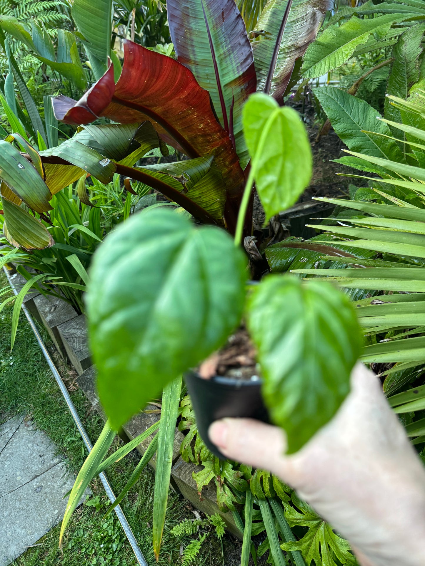 Fatsia polycarpa 'Megafatsia' 9cm pot