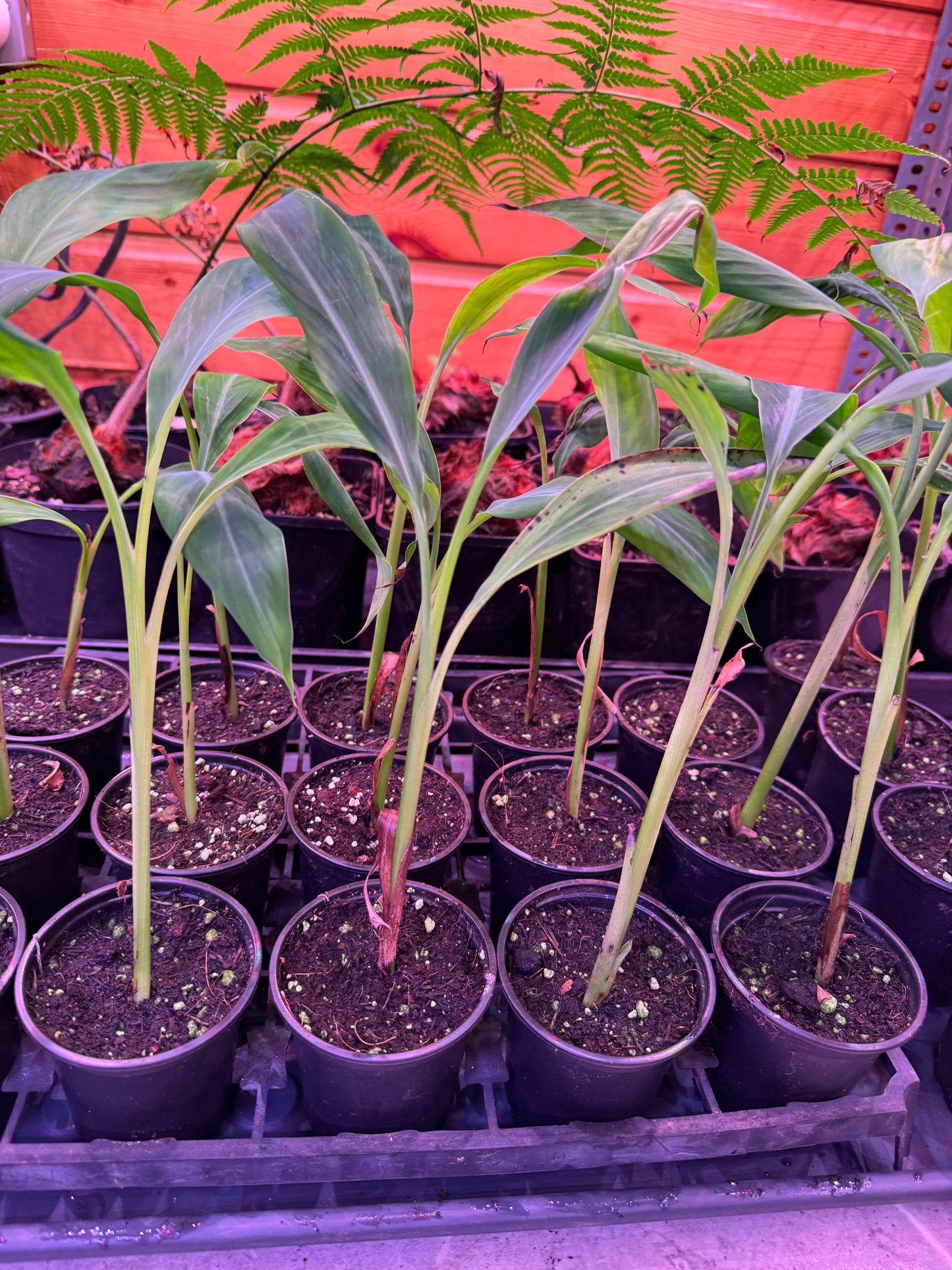 Musa balbisiana ‘Thai Black’/’Atia Black’