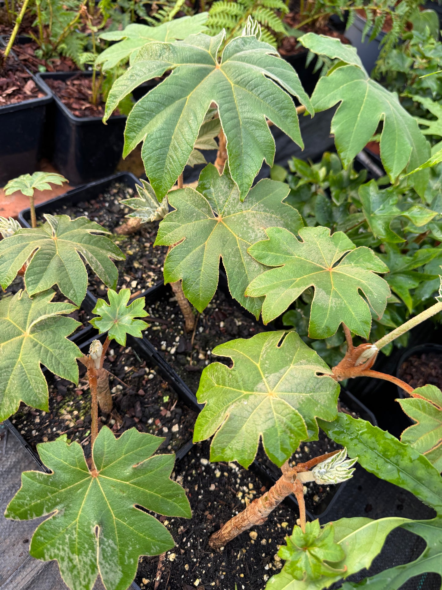 Tetrapanax Papyrifer Small