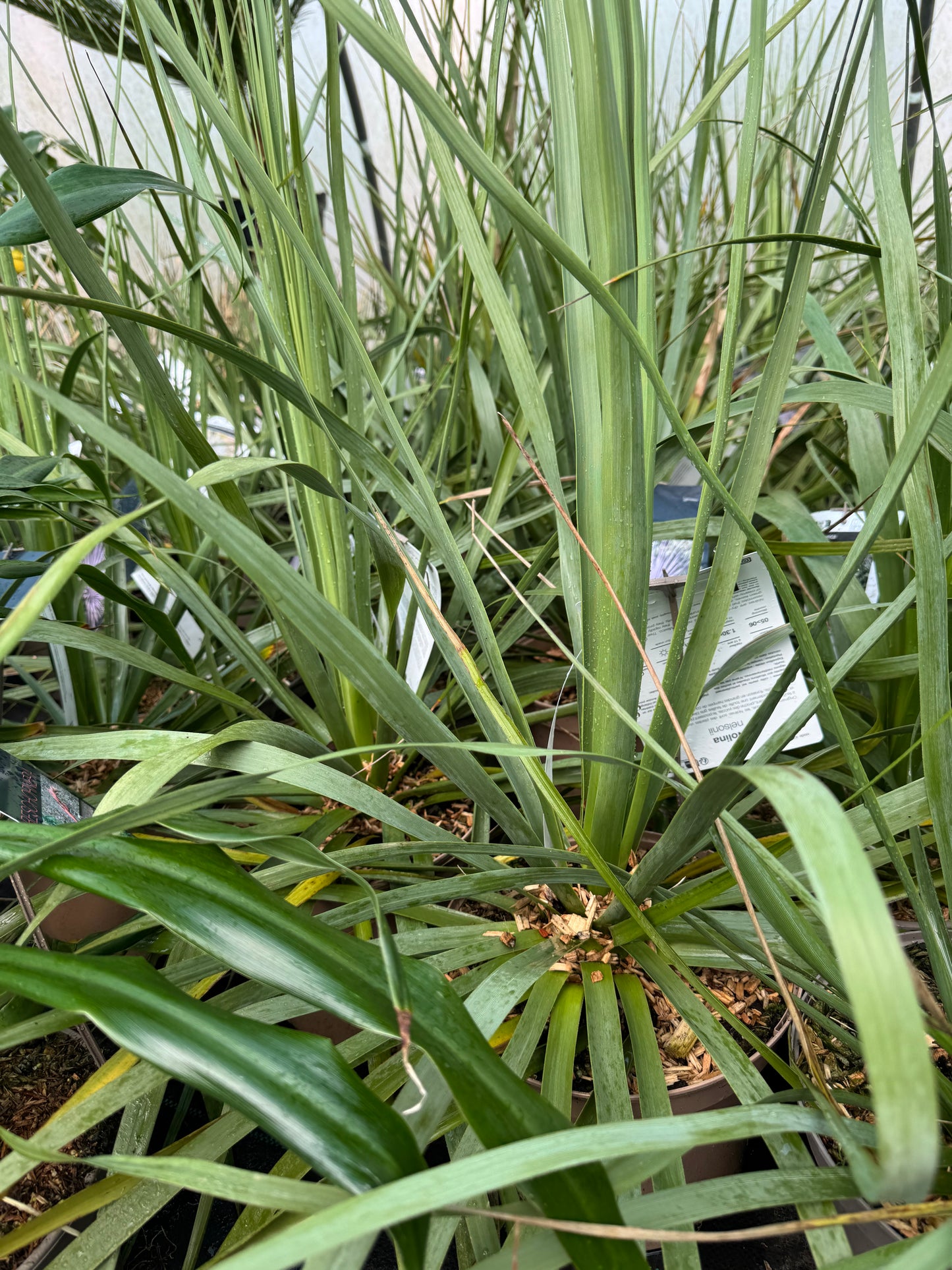 Nolina nelsonii