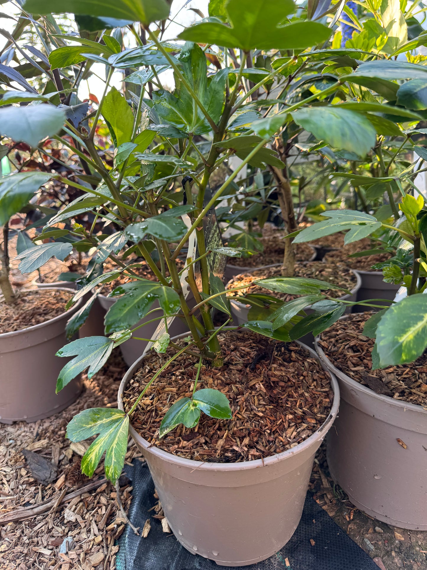 Pseudopanax lessonii ‘Gecko Gold’