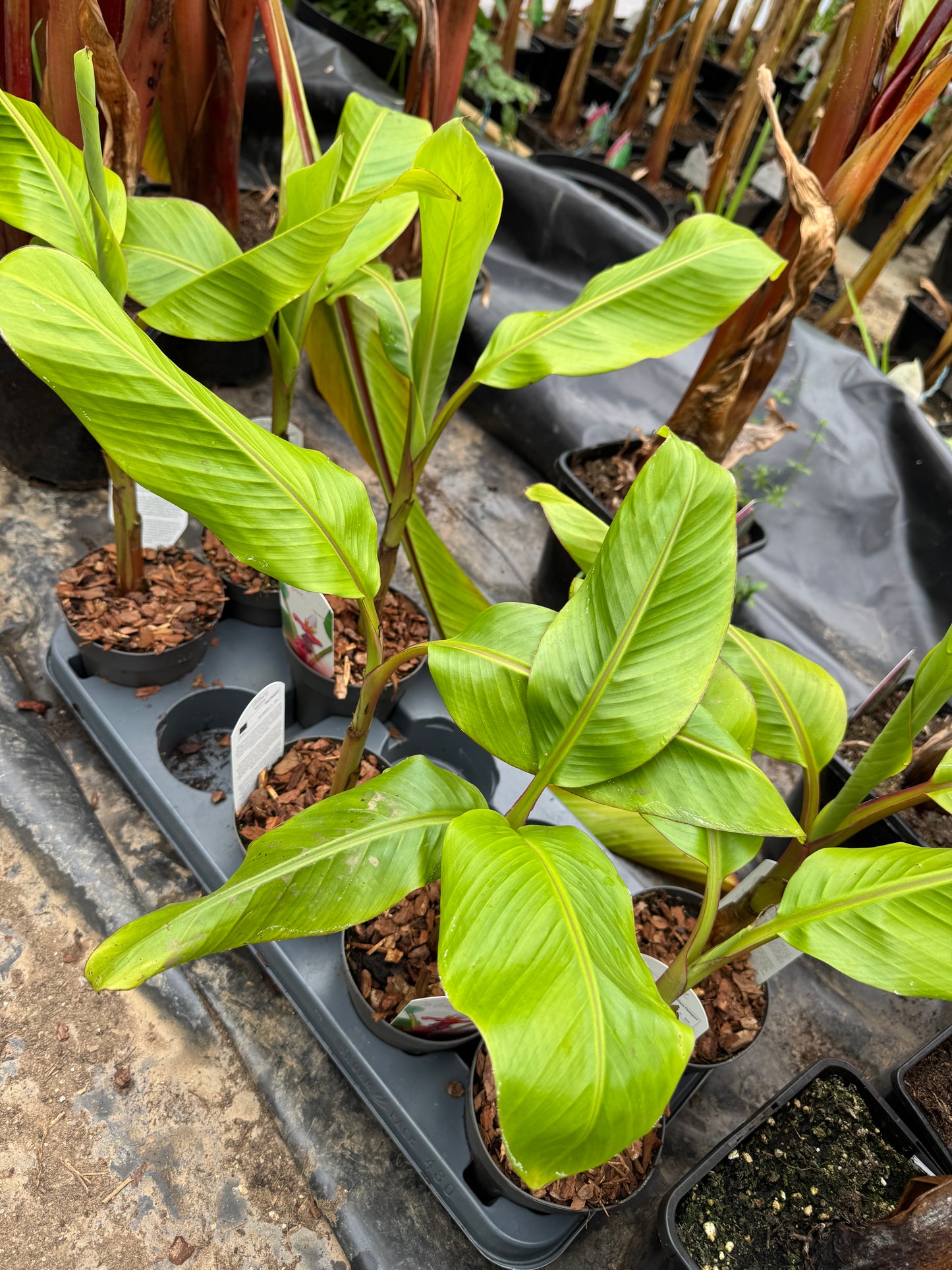 Musa velutina-Pink banana