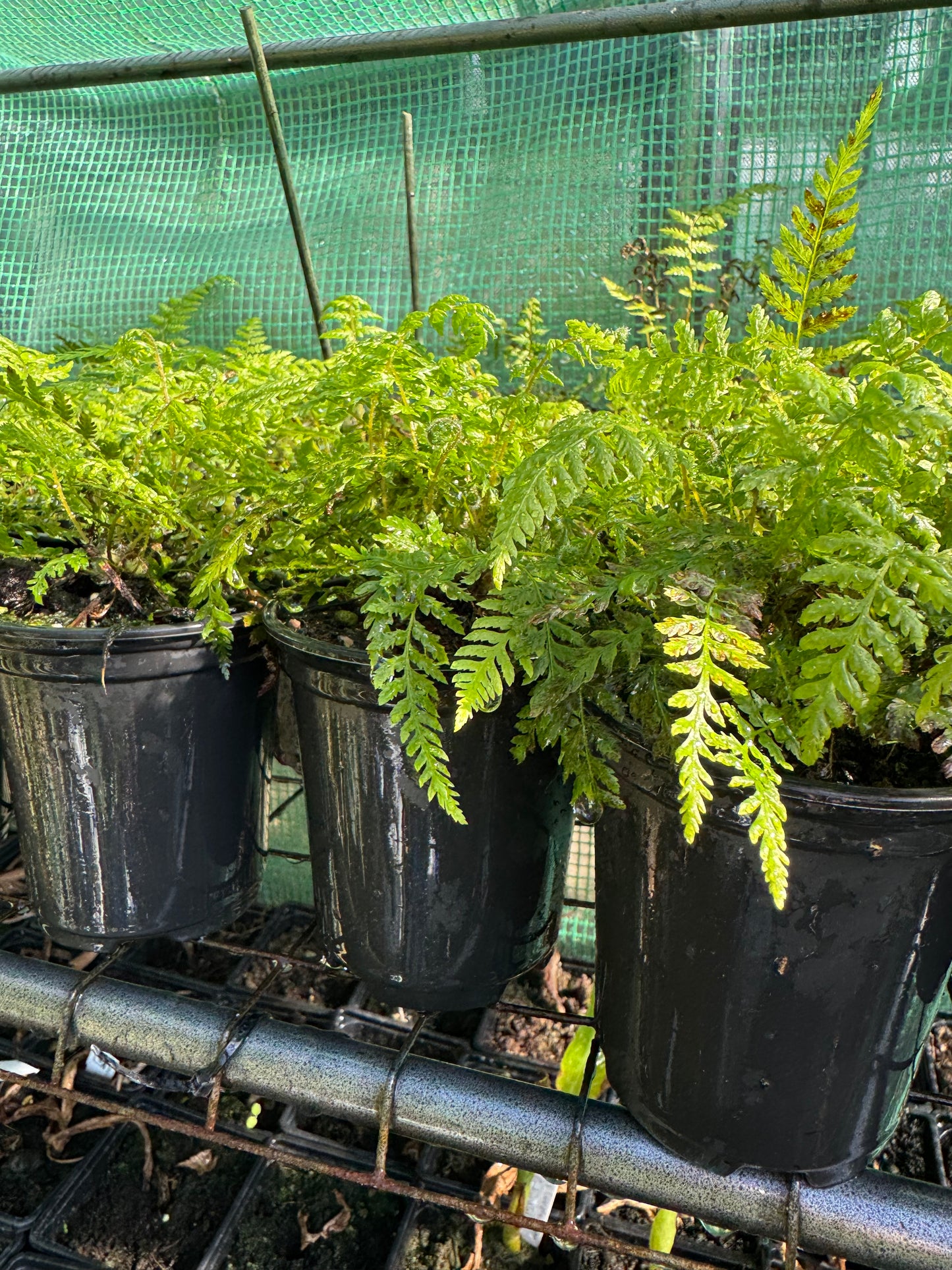 Dicksonia antarctica – Tree Fern