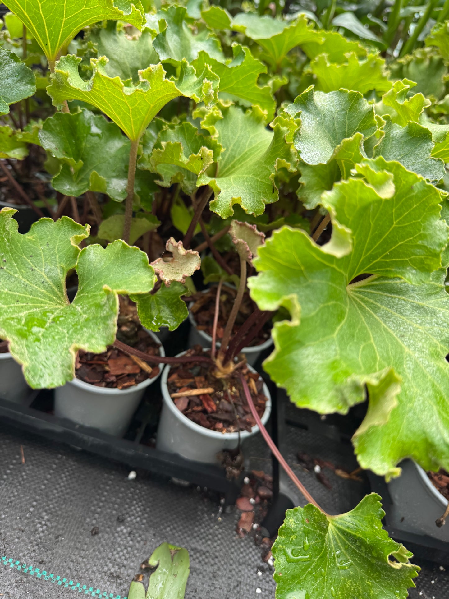 Farfugium japonicum ‘Wavy Gravy’ – The Ruffled Leopard Plant