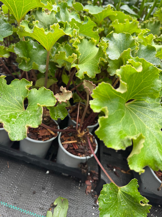 Farfugium japonicum ‘Wavy Gravy’ – The Ruffled Leopard Plant