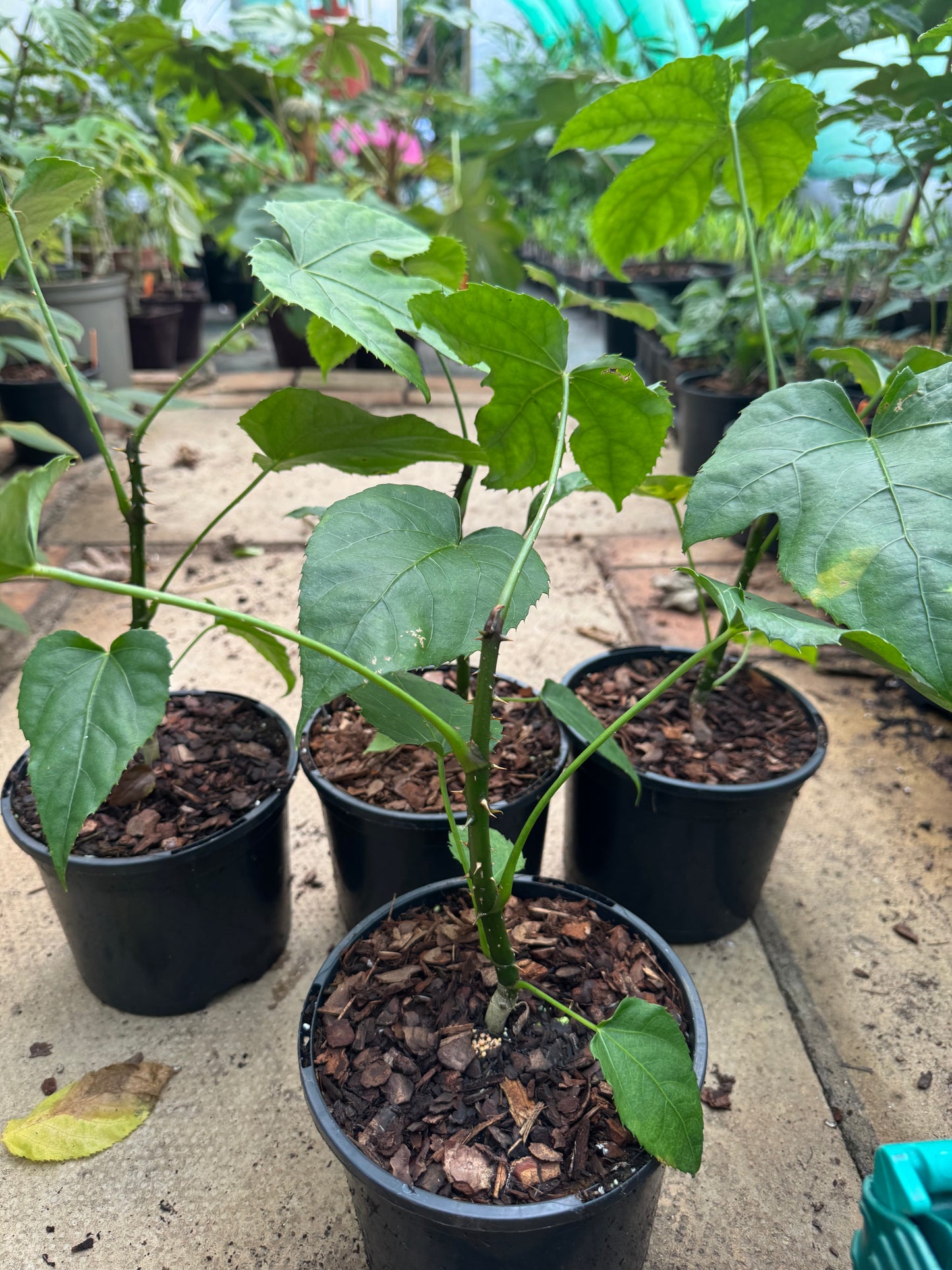 Brassaiopsis pseudoficifolia