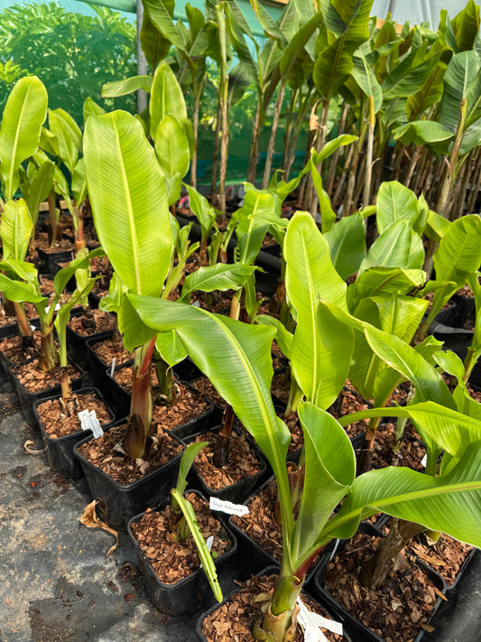 Ensete ventricosum Abyssinian Banana