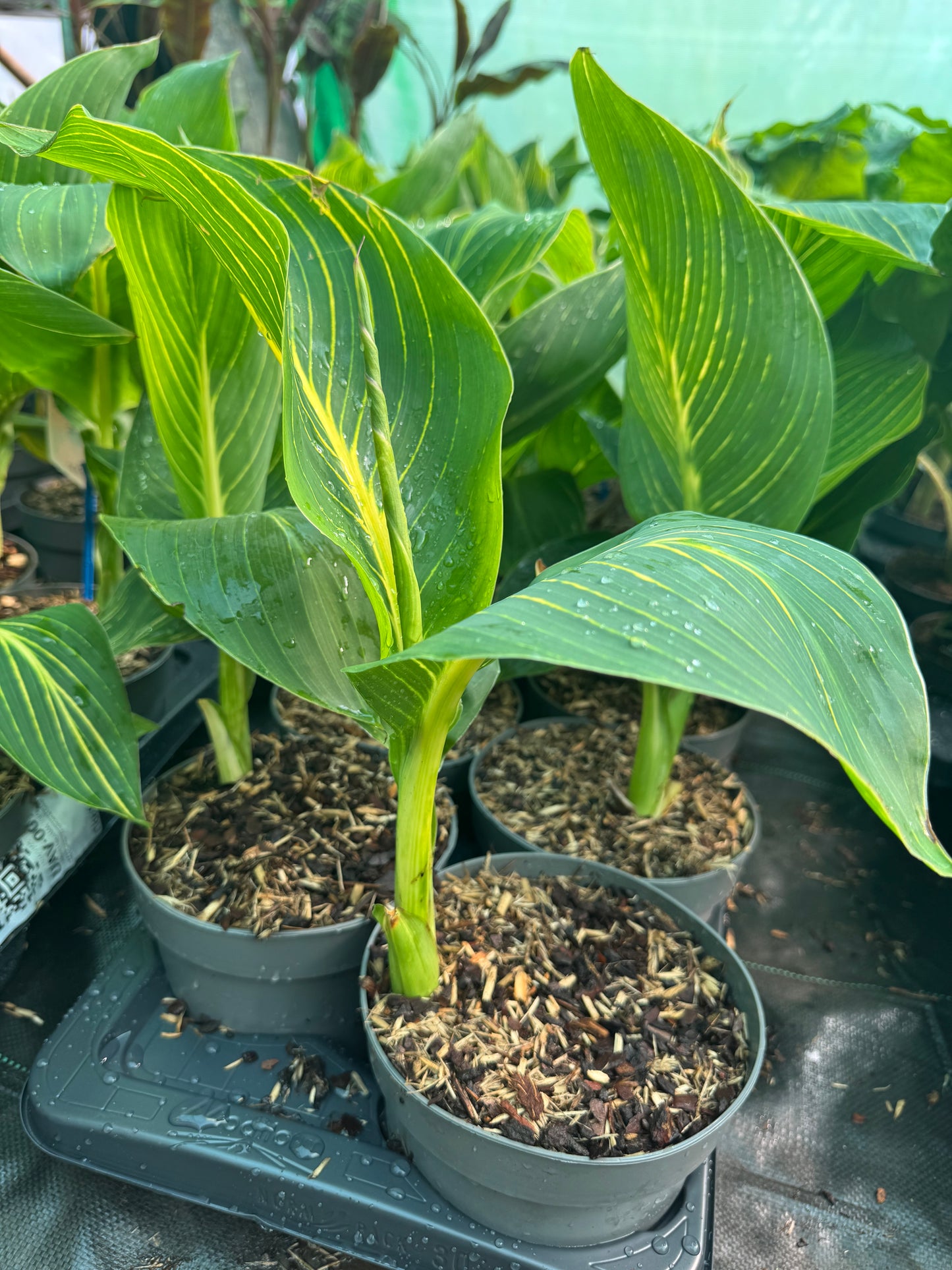Canna 'Tropicanna Gold' (Variegated Indian Shot)