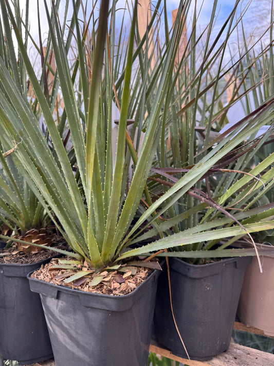 Dasylirion glaucophyllum - Blue Sotol