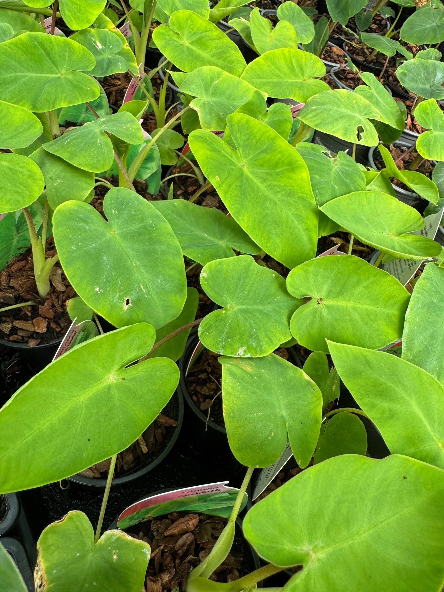 Colocasia "Maui Gold"