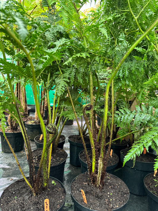 Cyathea nova-caledoniae ( Sphaeropteris novae-caledoniae )