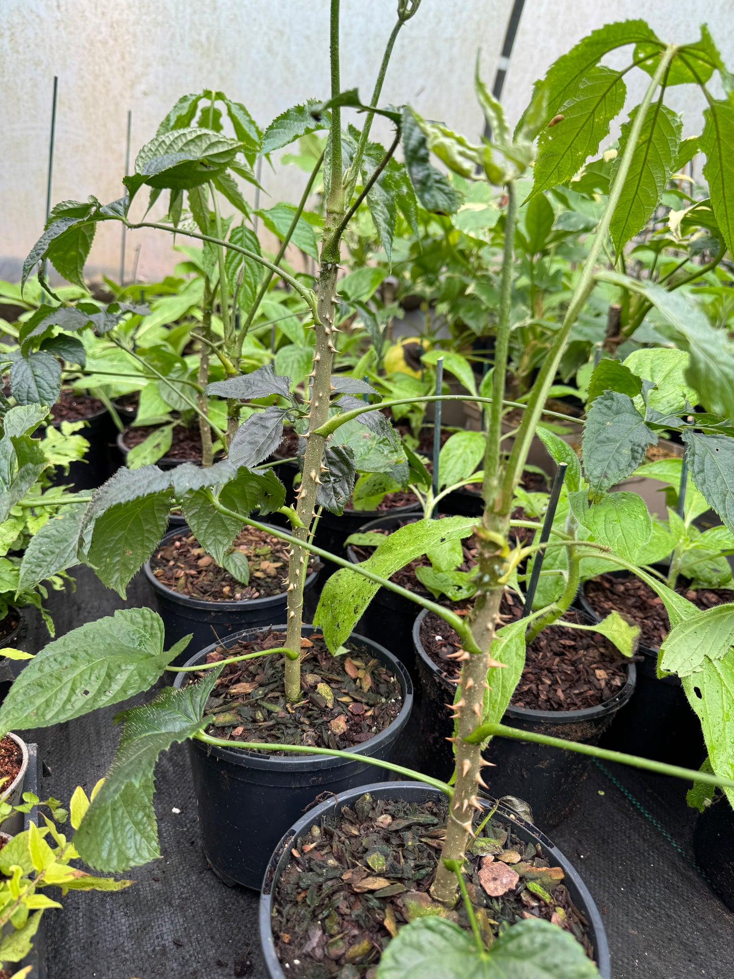 Brassaiopsis Fatsioides