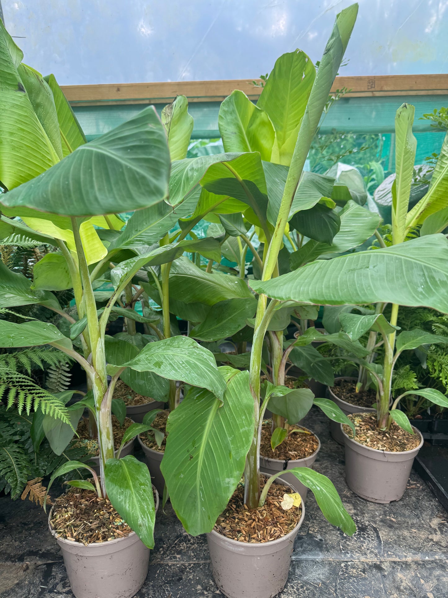 Musa ‘Ice Cream’