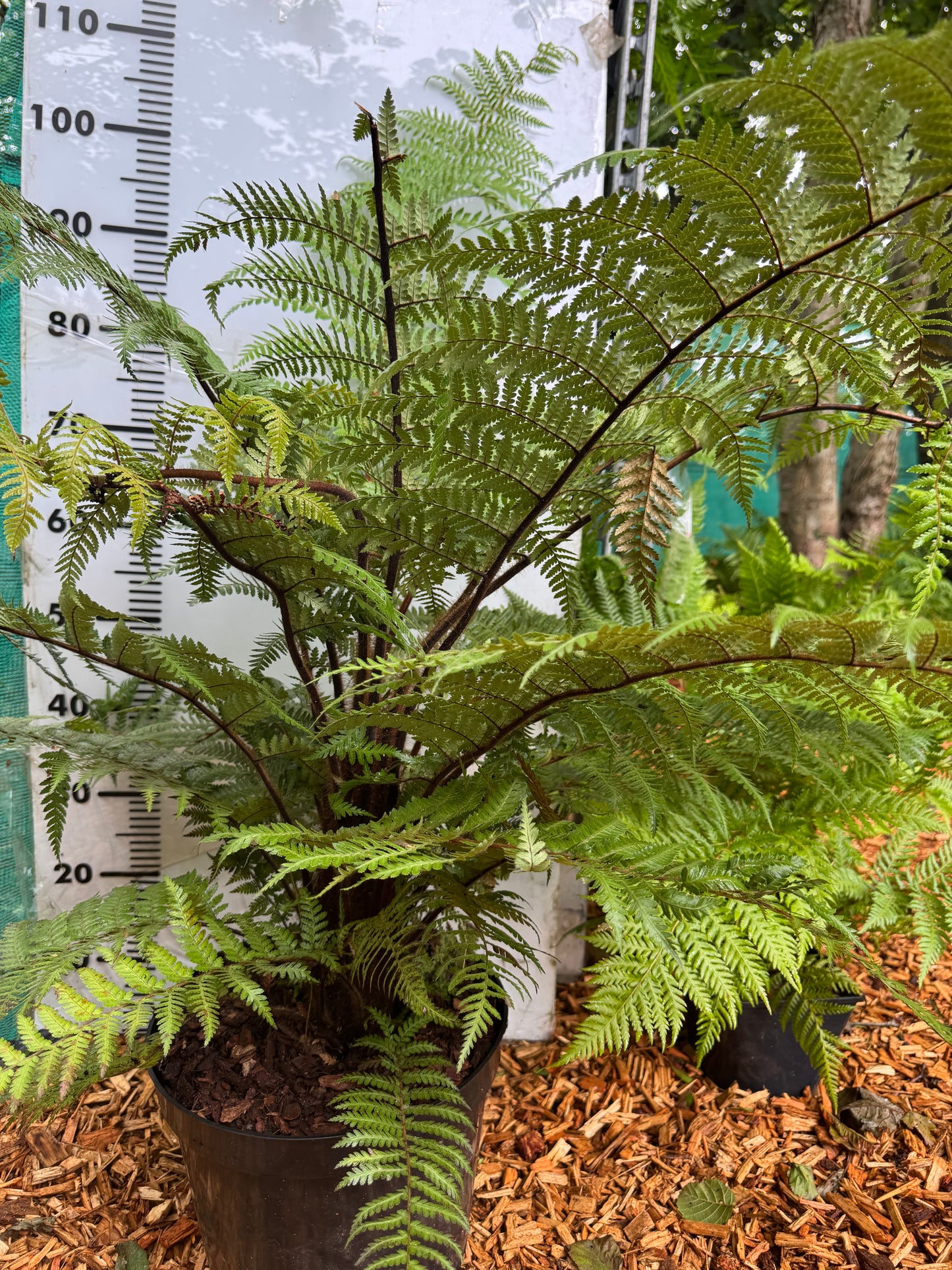 Dicksonia squarrosa Large (trunked)