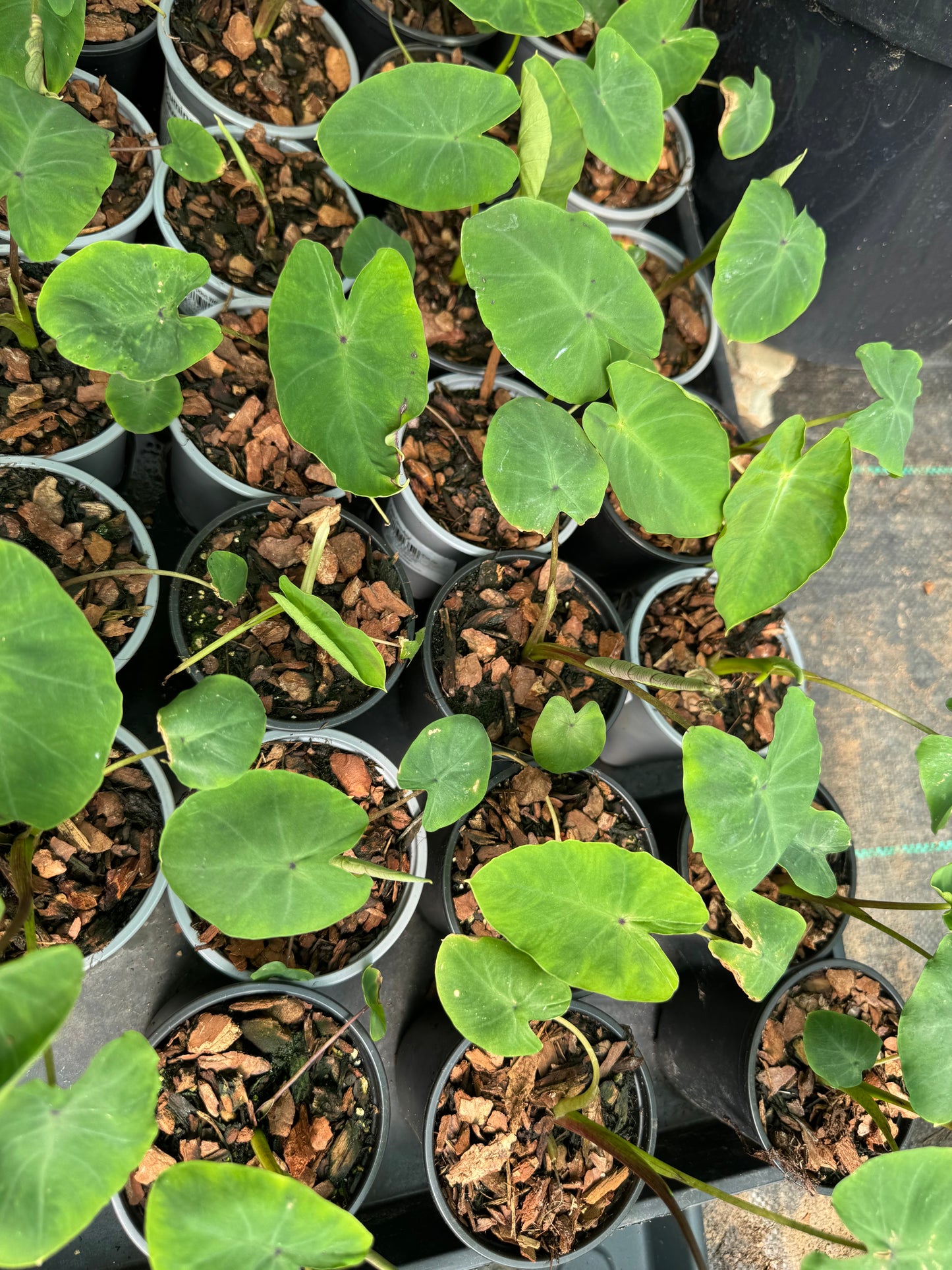 Colocasia 'White Lava'