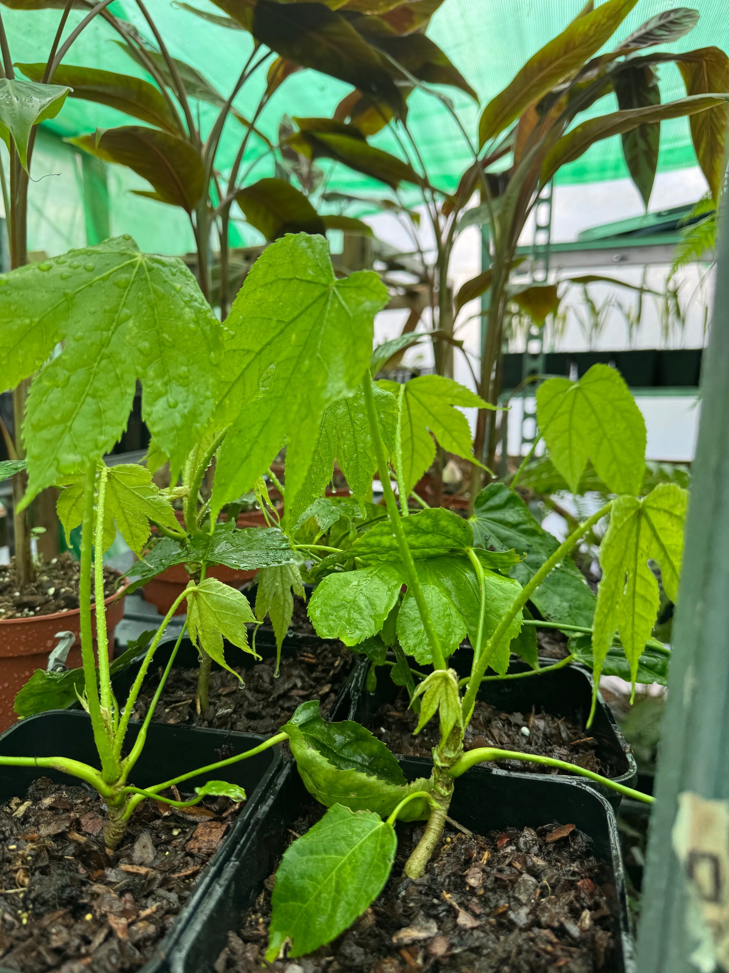 Fatsia polycarpa 'Megafatsia'