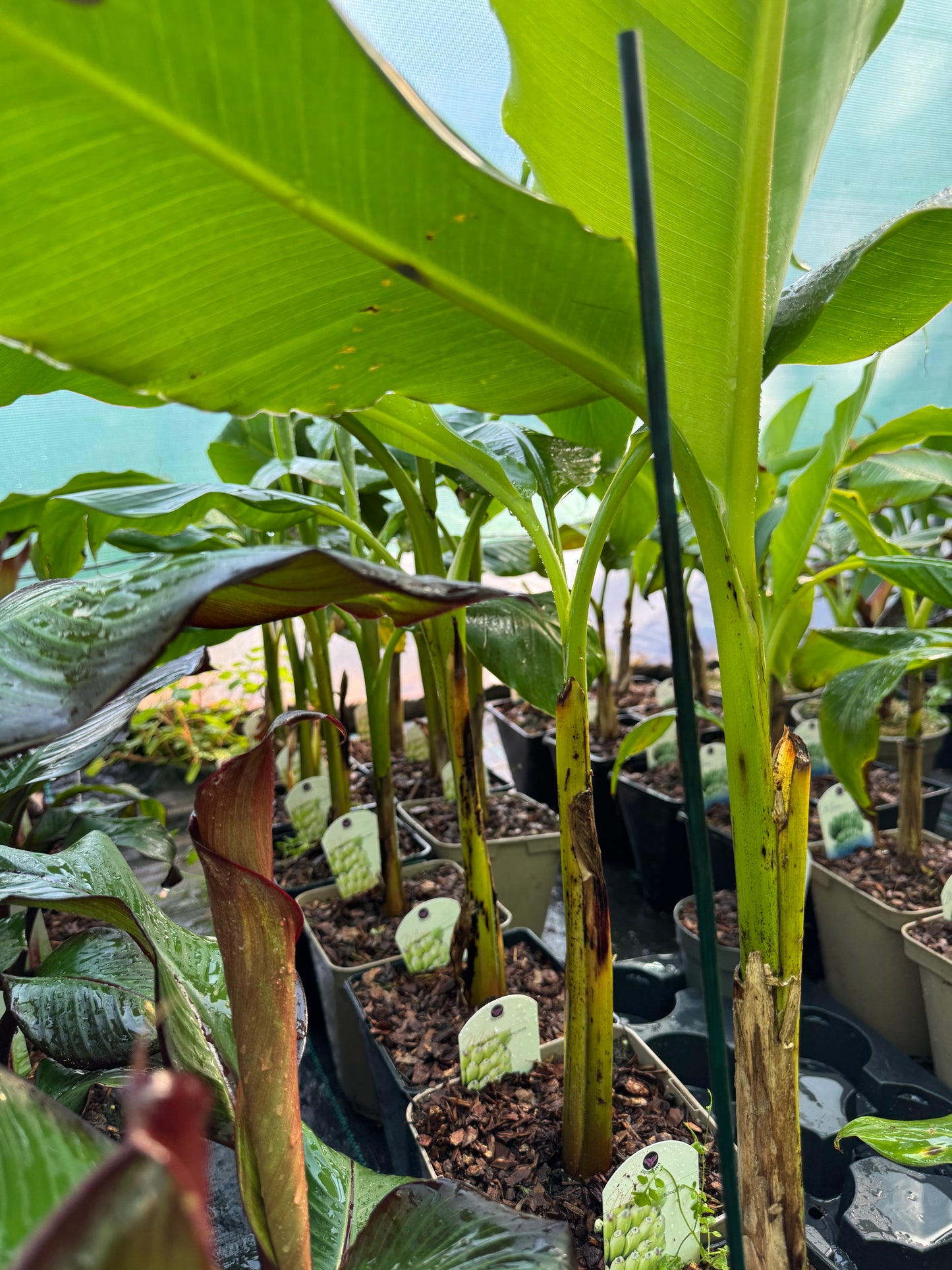 Musa x chiliocarpa large