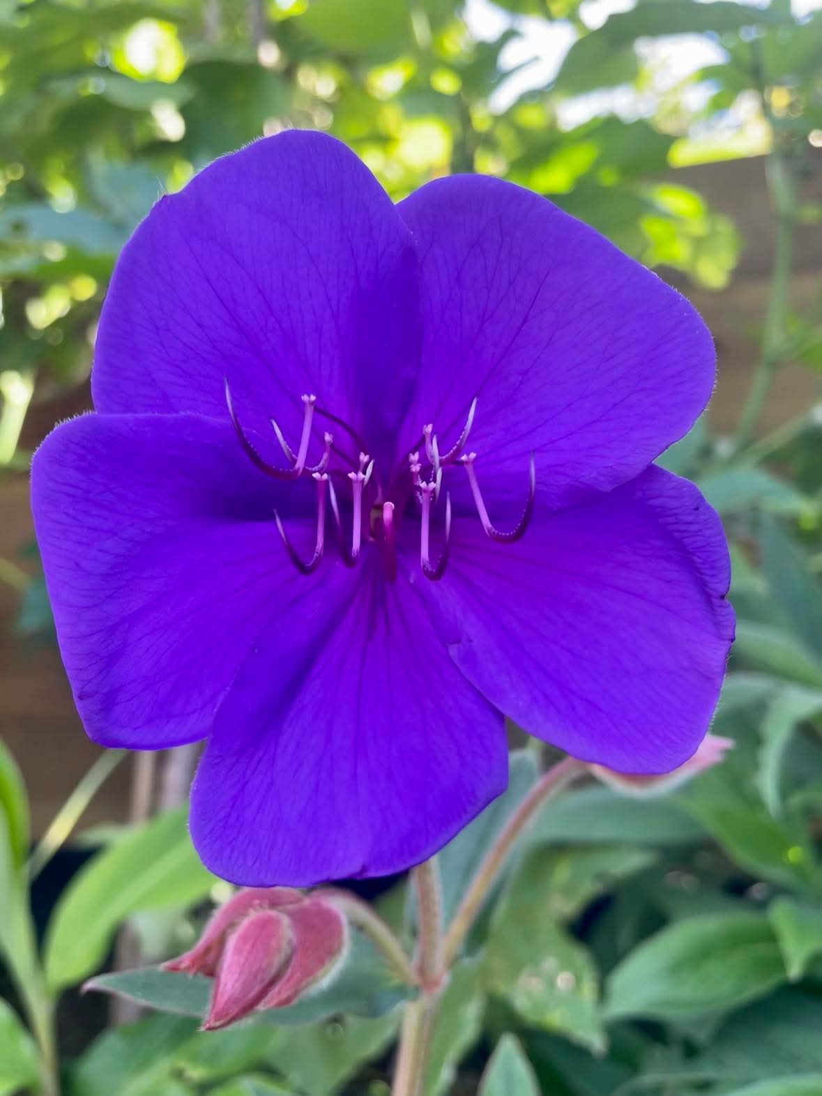 Tibouchina urvilleana 'Edwardsii'