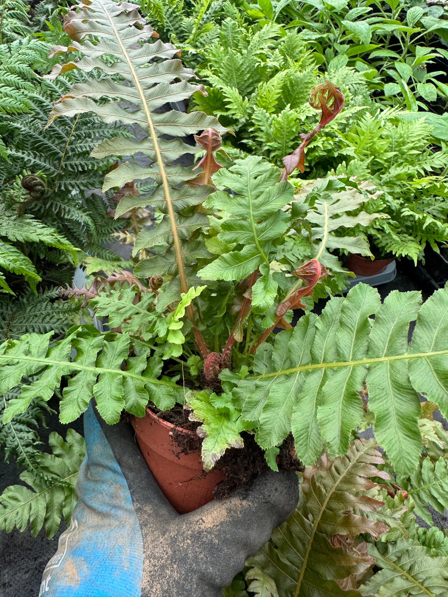 Blechnum brasiliense 'Volcano'