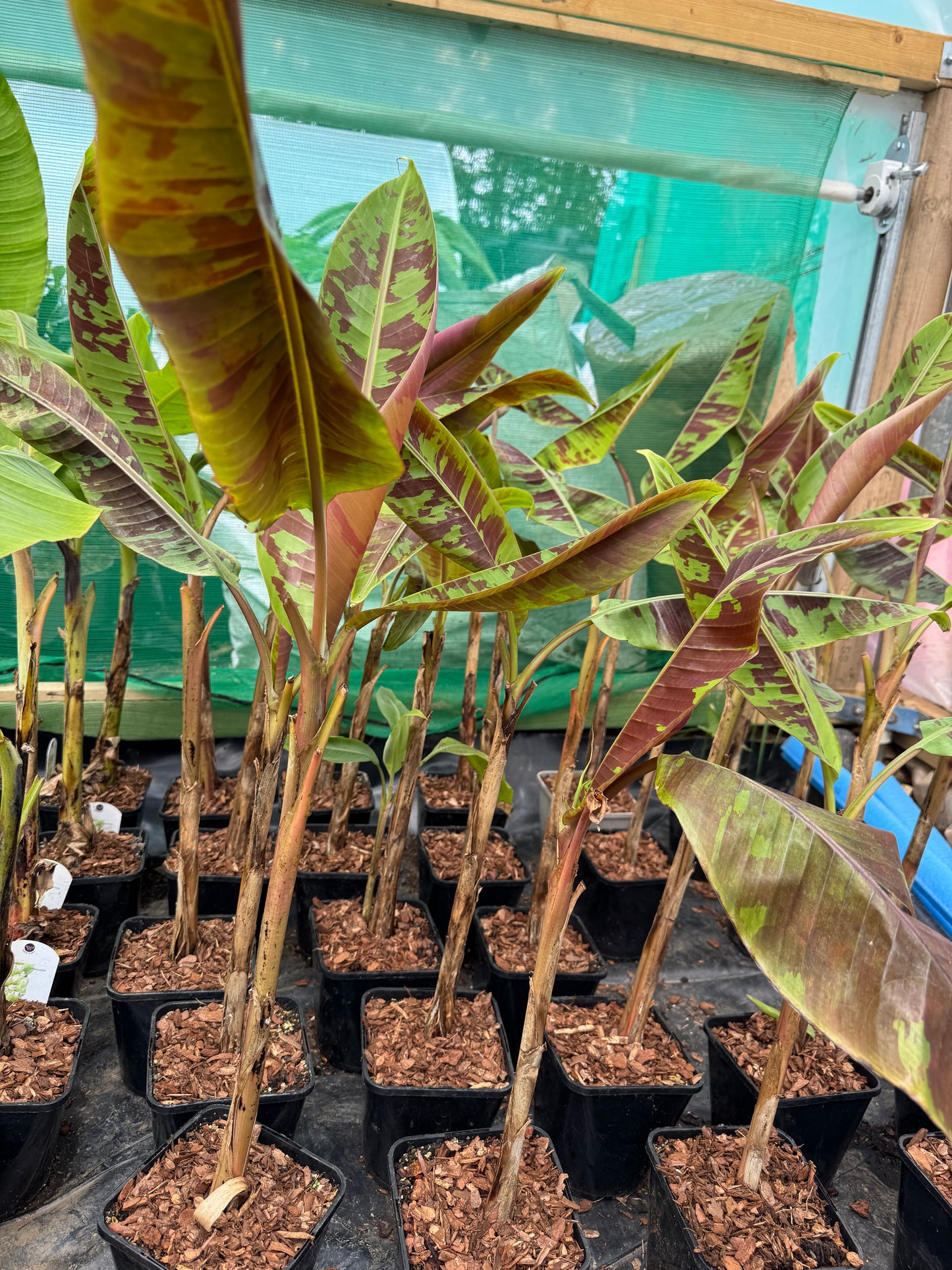 Musa acuminata 'Zebrina'