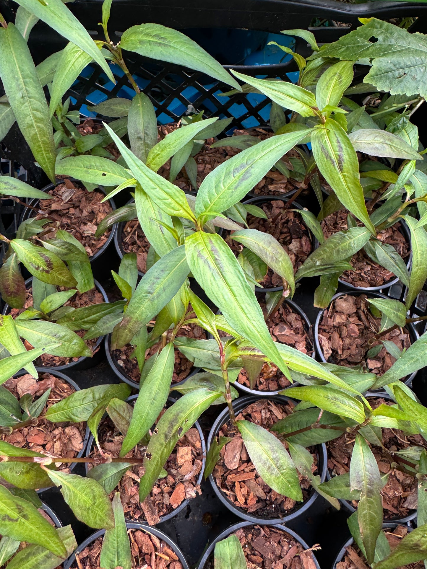 Persicaria odorata 'Vietnamese'