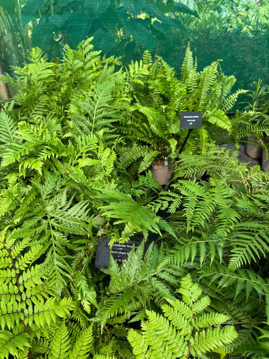 Woodwardia fimbriata