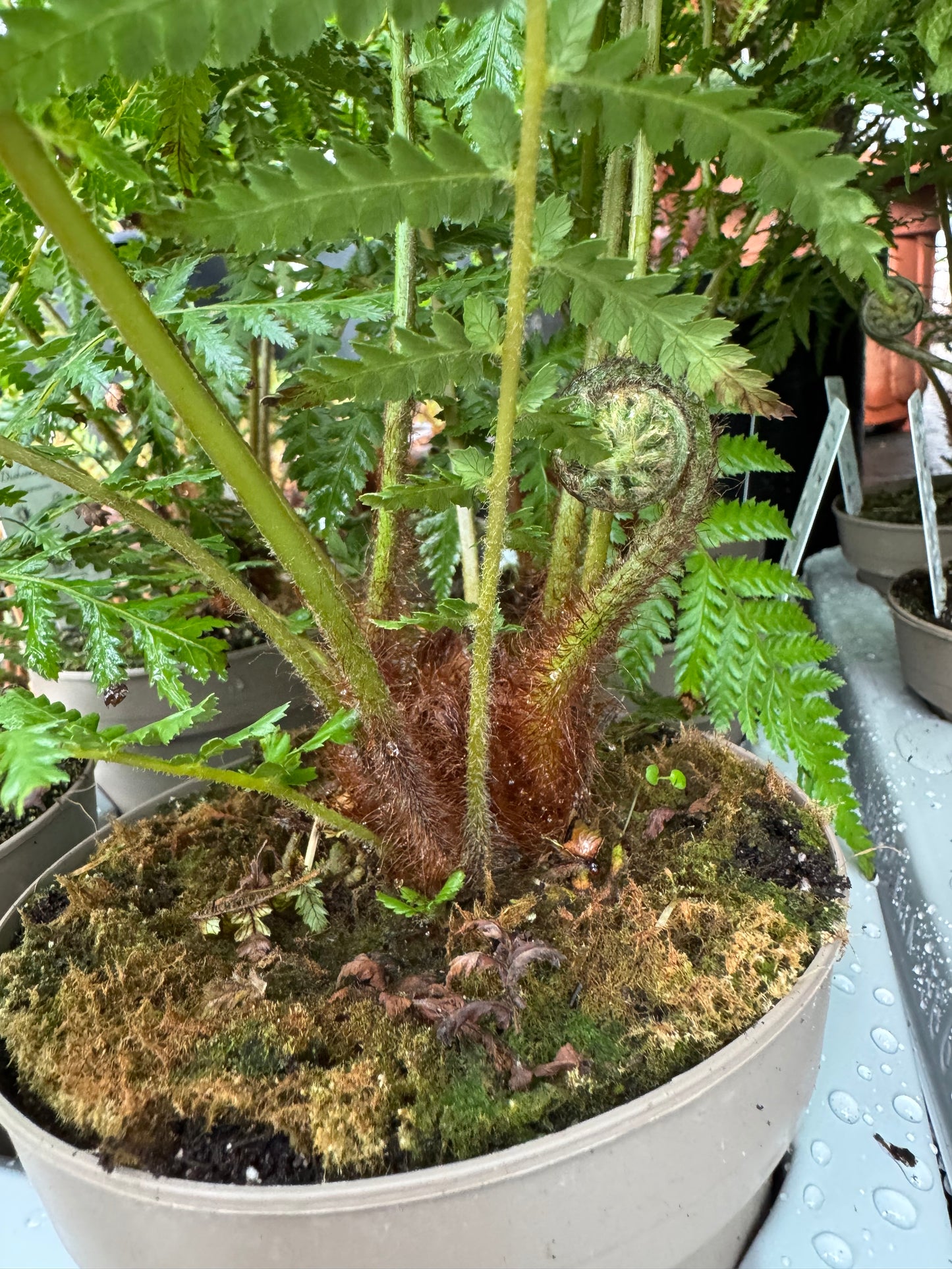 Dicksonia antarctica ( mini trunks )