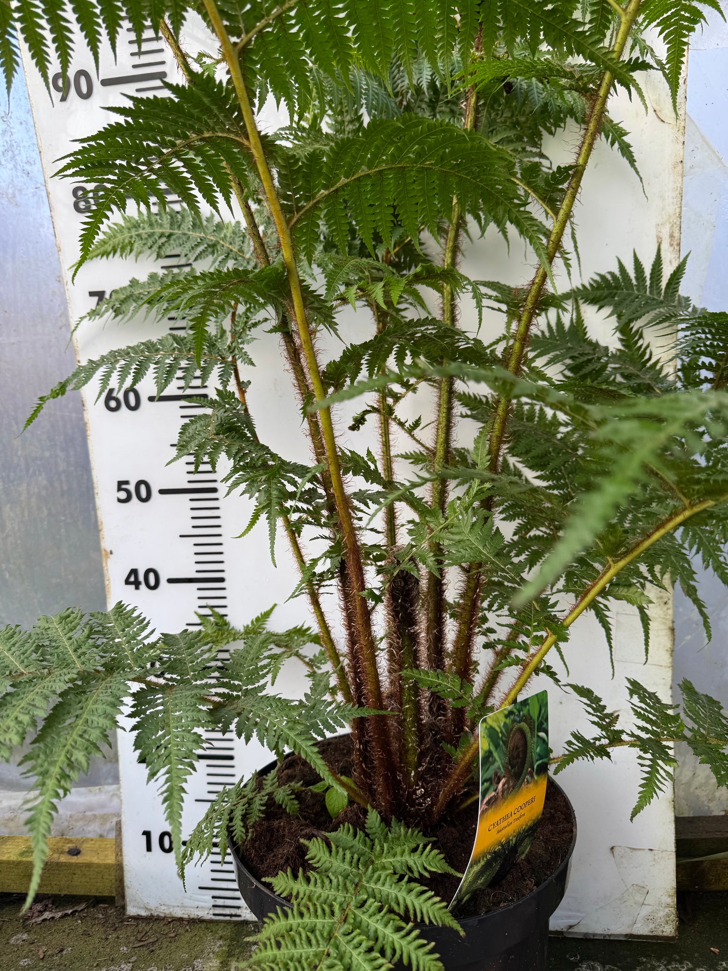 Large Cyathea cooperi – Tree fern
