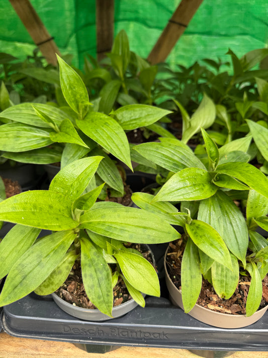 Tricyrtis hirta 'Akachan Daisy'