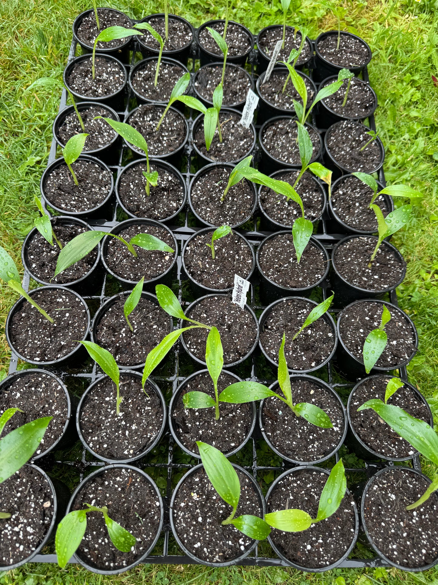 Musa 'Helen's Hybrid' – Hardy Himalayan Banana (9cm Pot) COMING SOON