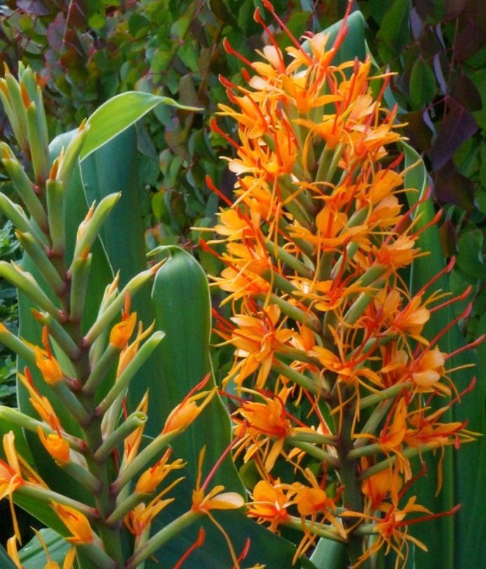 Hedychium coccineum