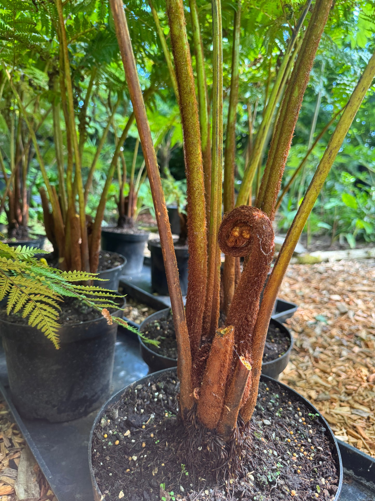 Cyathea cooperi Cinnamon