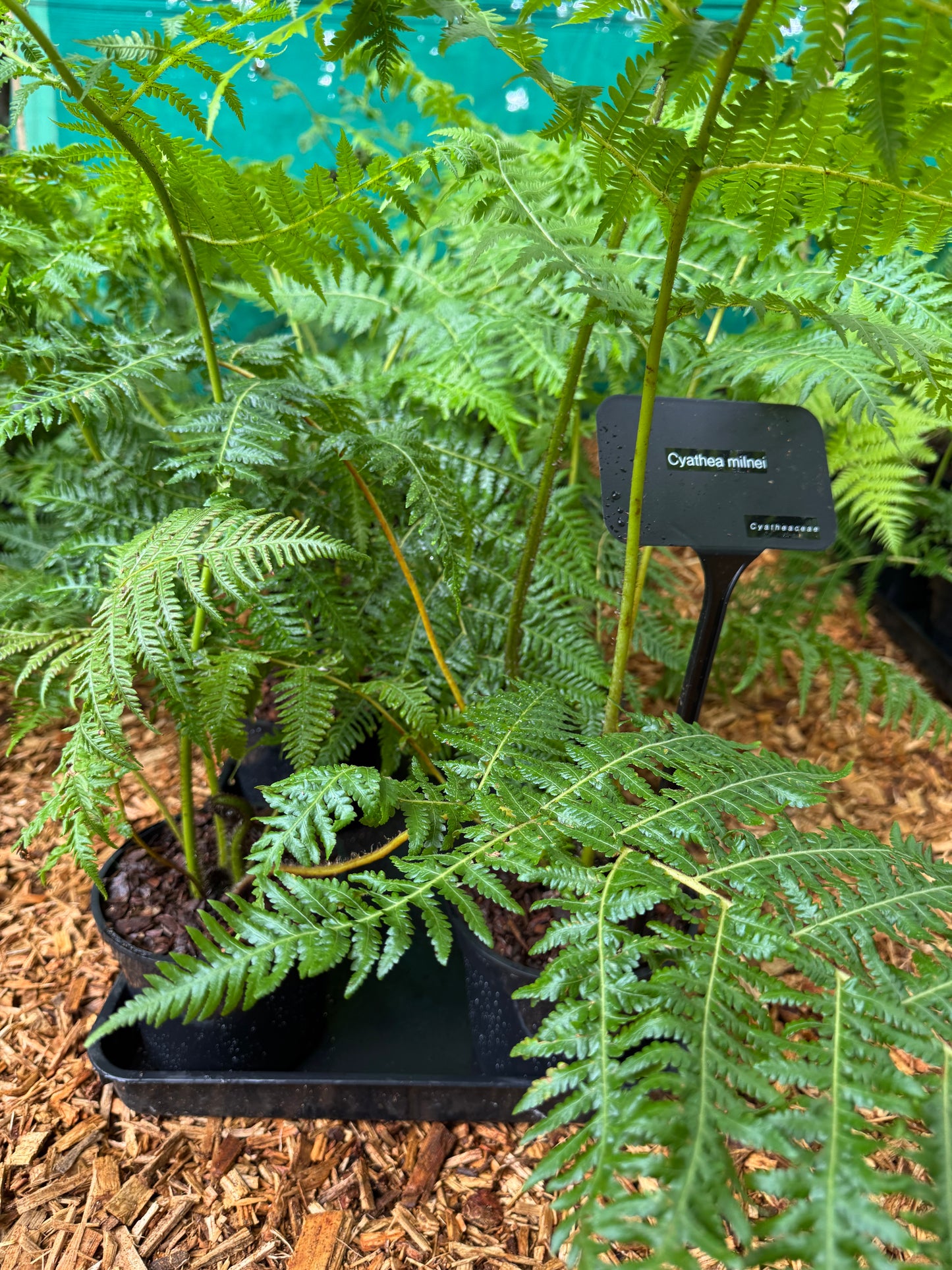 Cyathea milnei (Alsophila milnei)