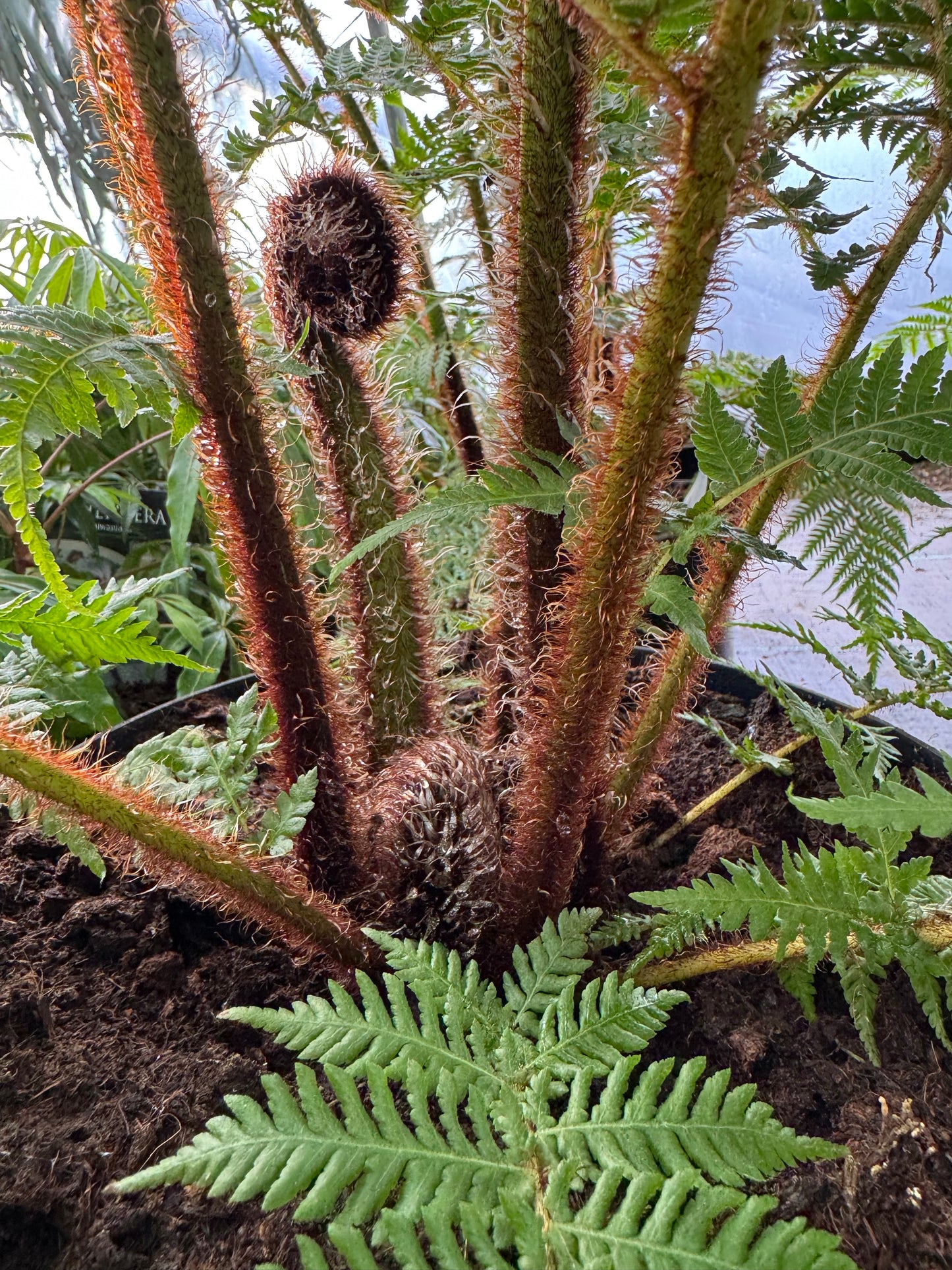 Large Cyathea cooperi – Tree fern