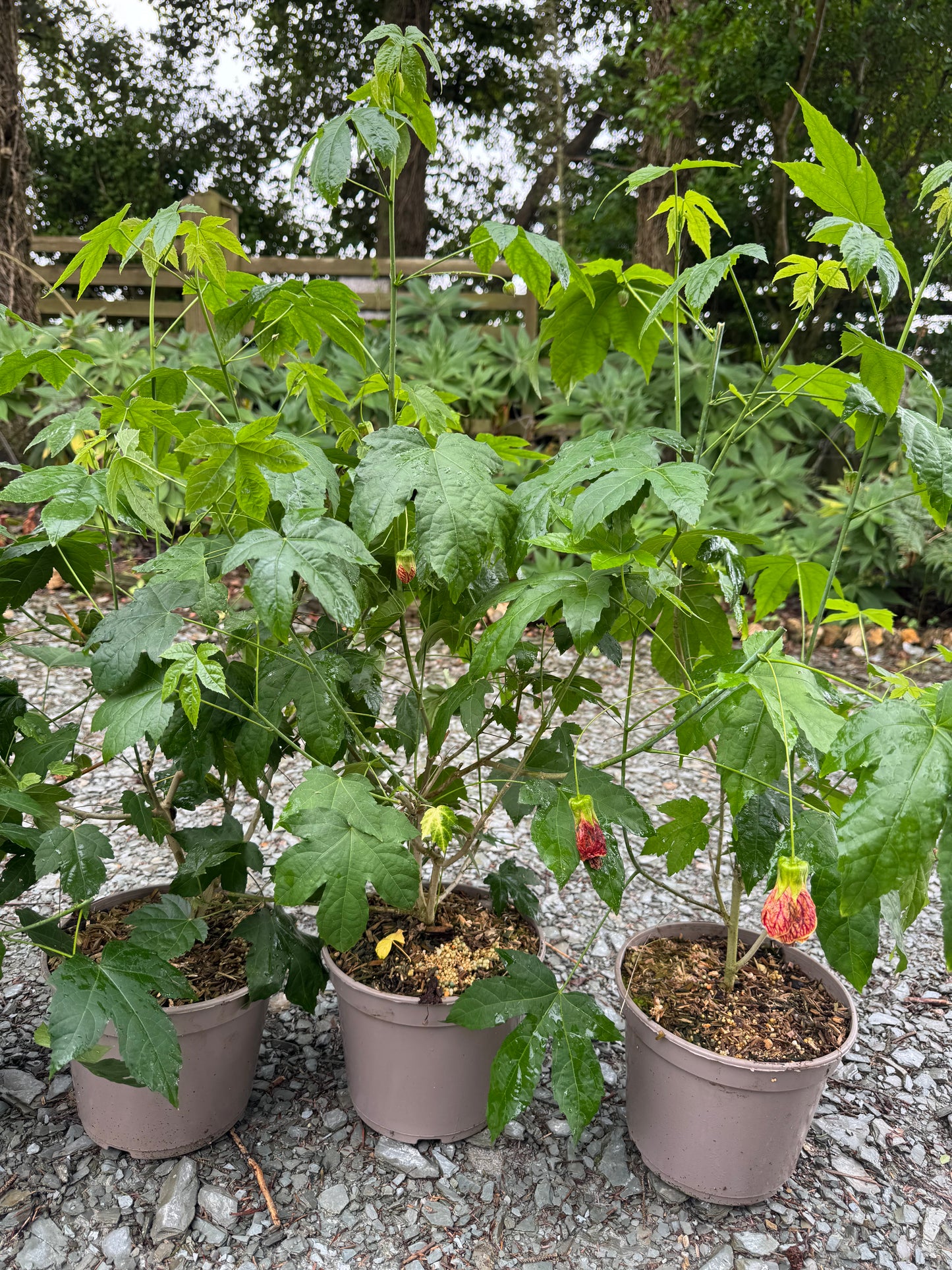 Abutilon 'Red Tiger'