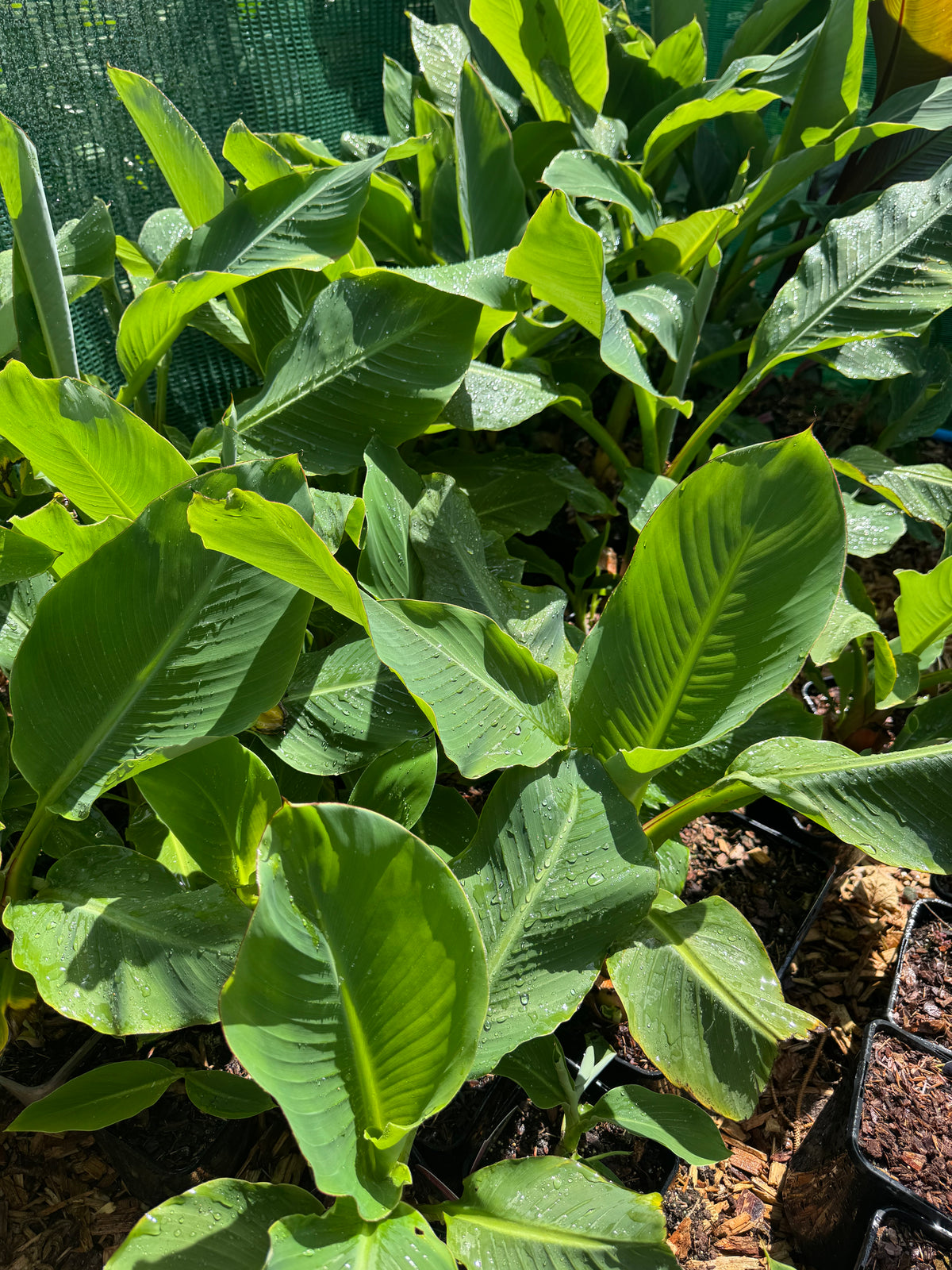 Musella Lasiocarpa Banana