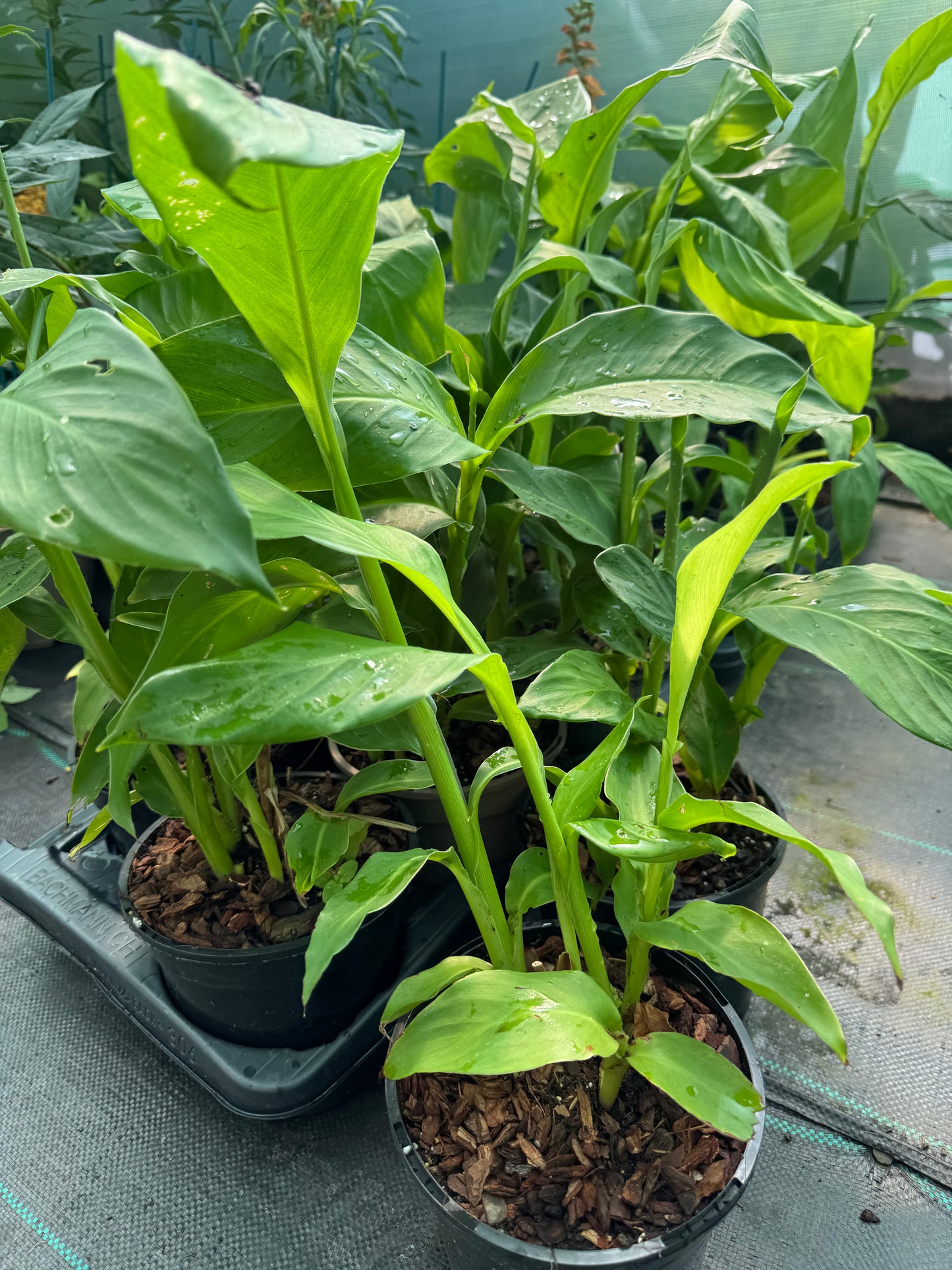 Canna Patens large