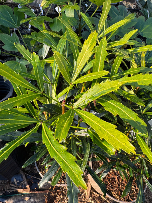 Pseudopanax lessonii ‘Goldfinger’