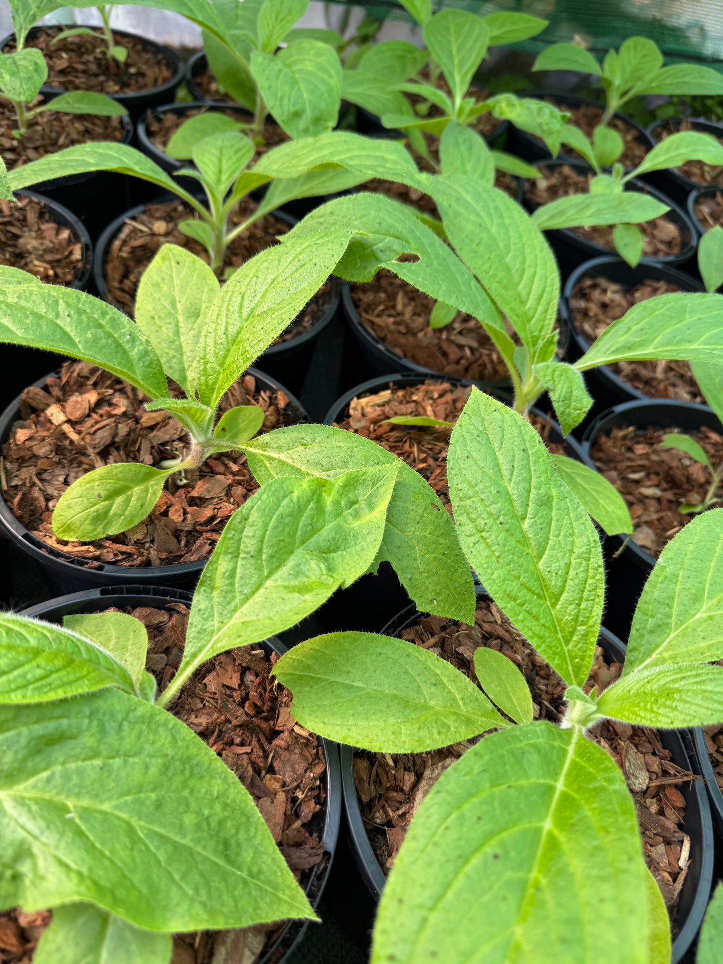 Echium Pininana (Pink Fountain)