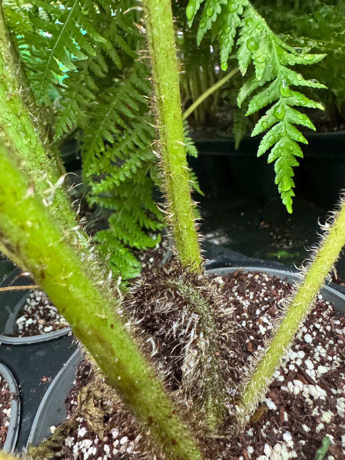 Cyathea milnei (Alsophila milnei)
