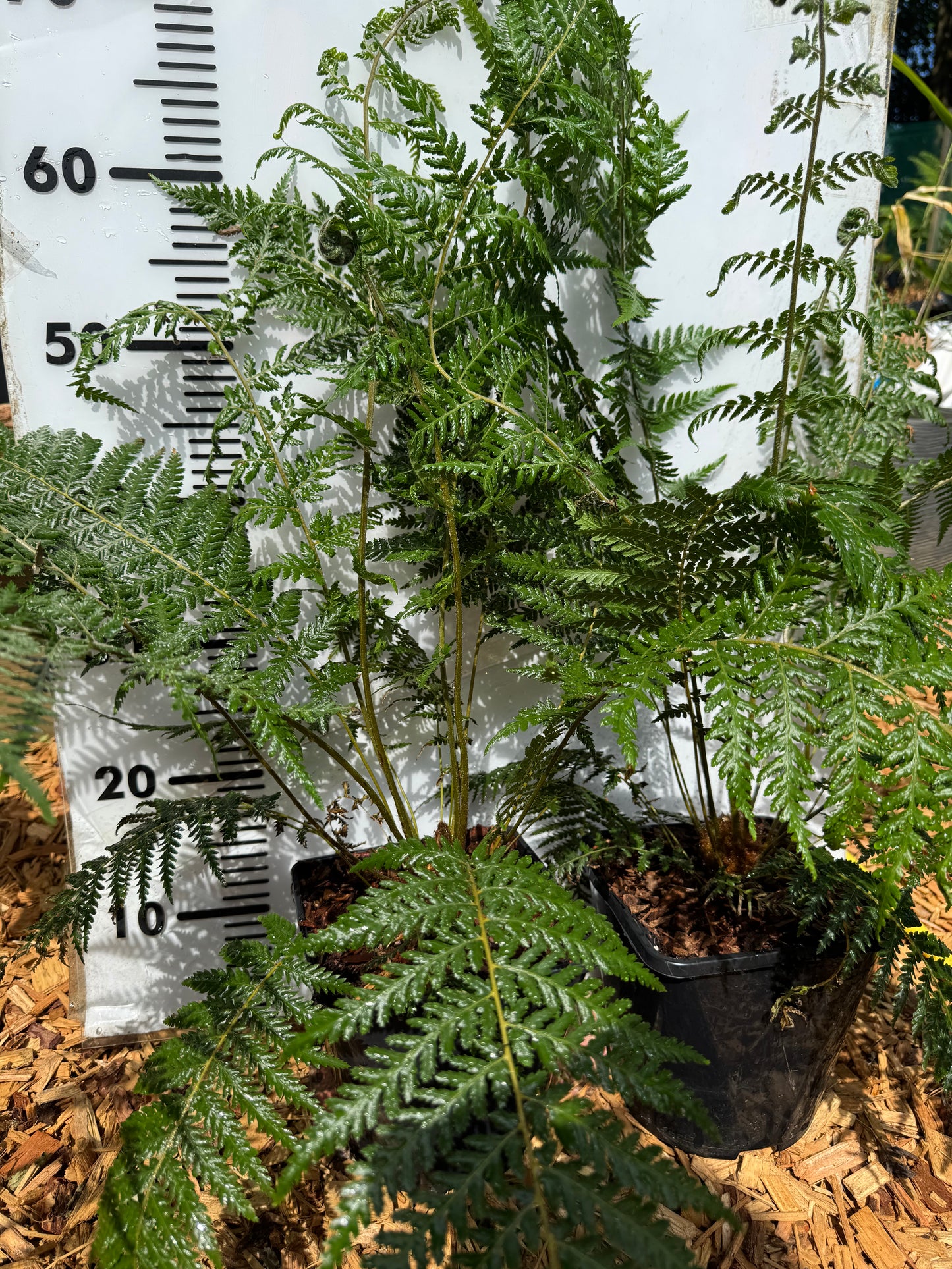 Dicksonia sellowiana
