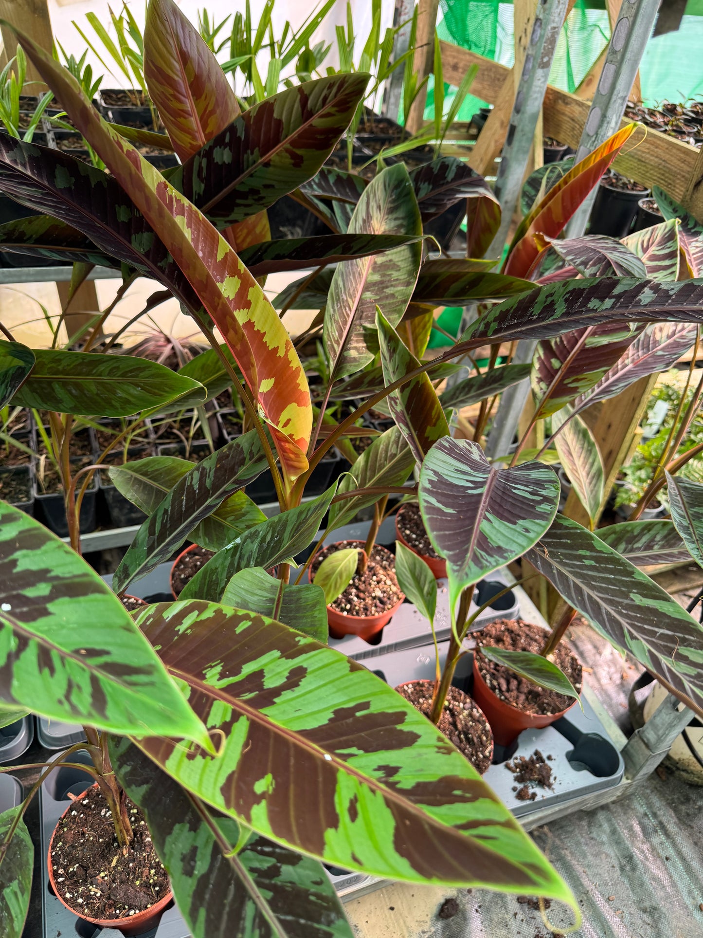 Musa acuminata 'Zebrina'