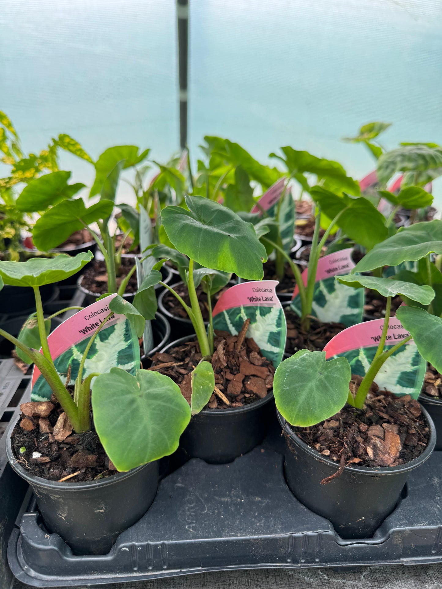Colocasia 'White Lava'