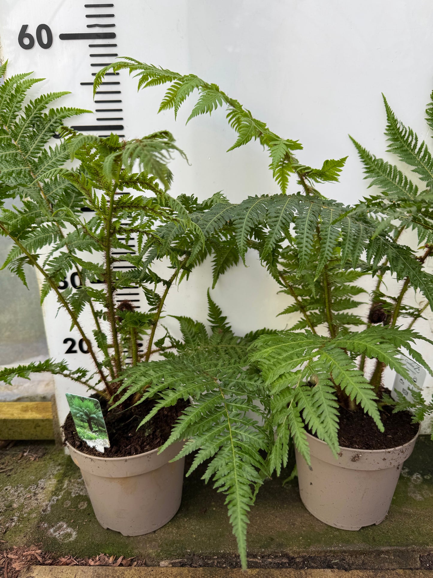 Medium Cyathea cooperi – Tree fern