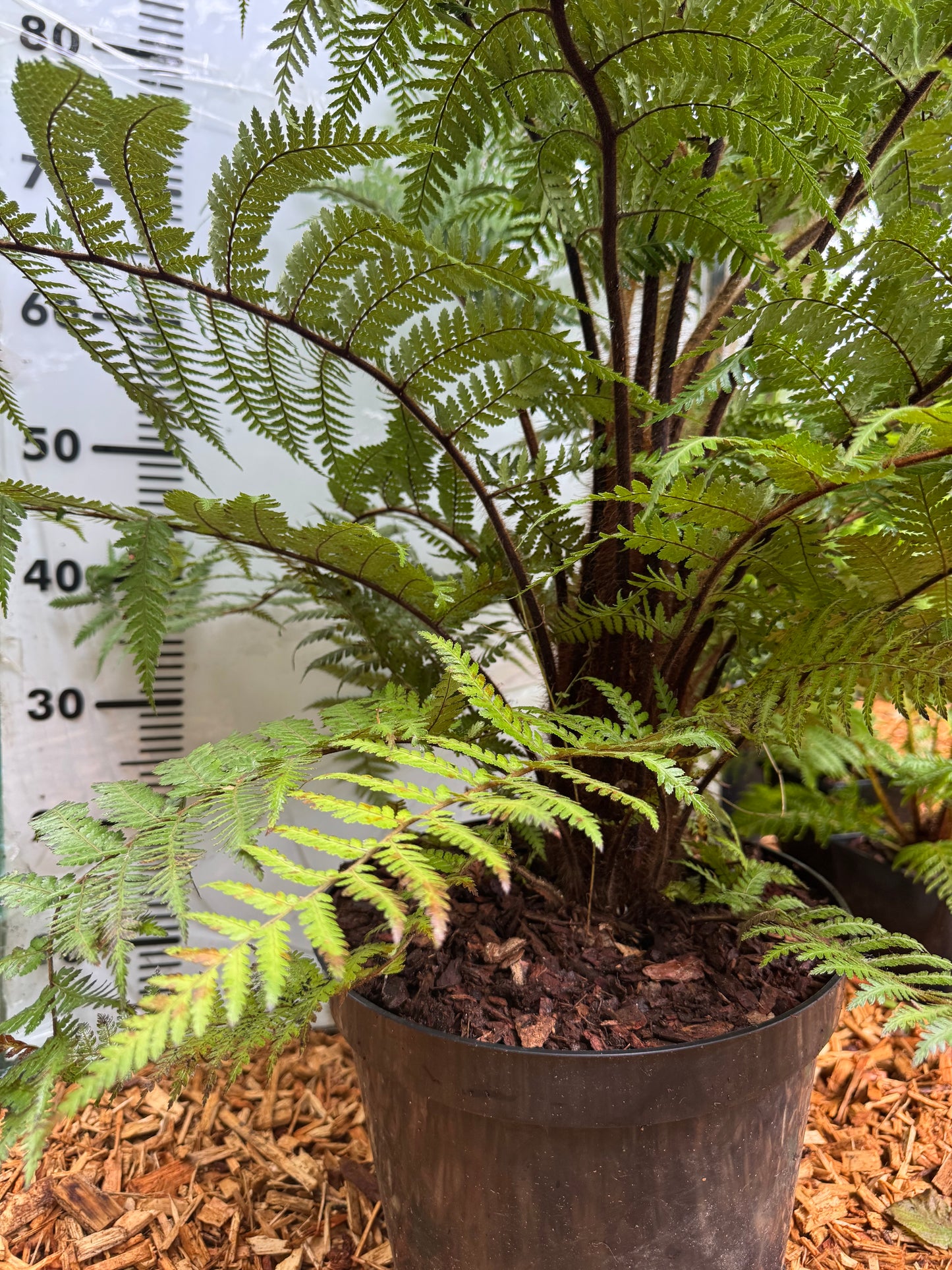 Dicksonia squarrosa Large (trunked)