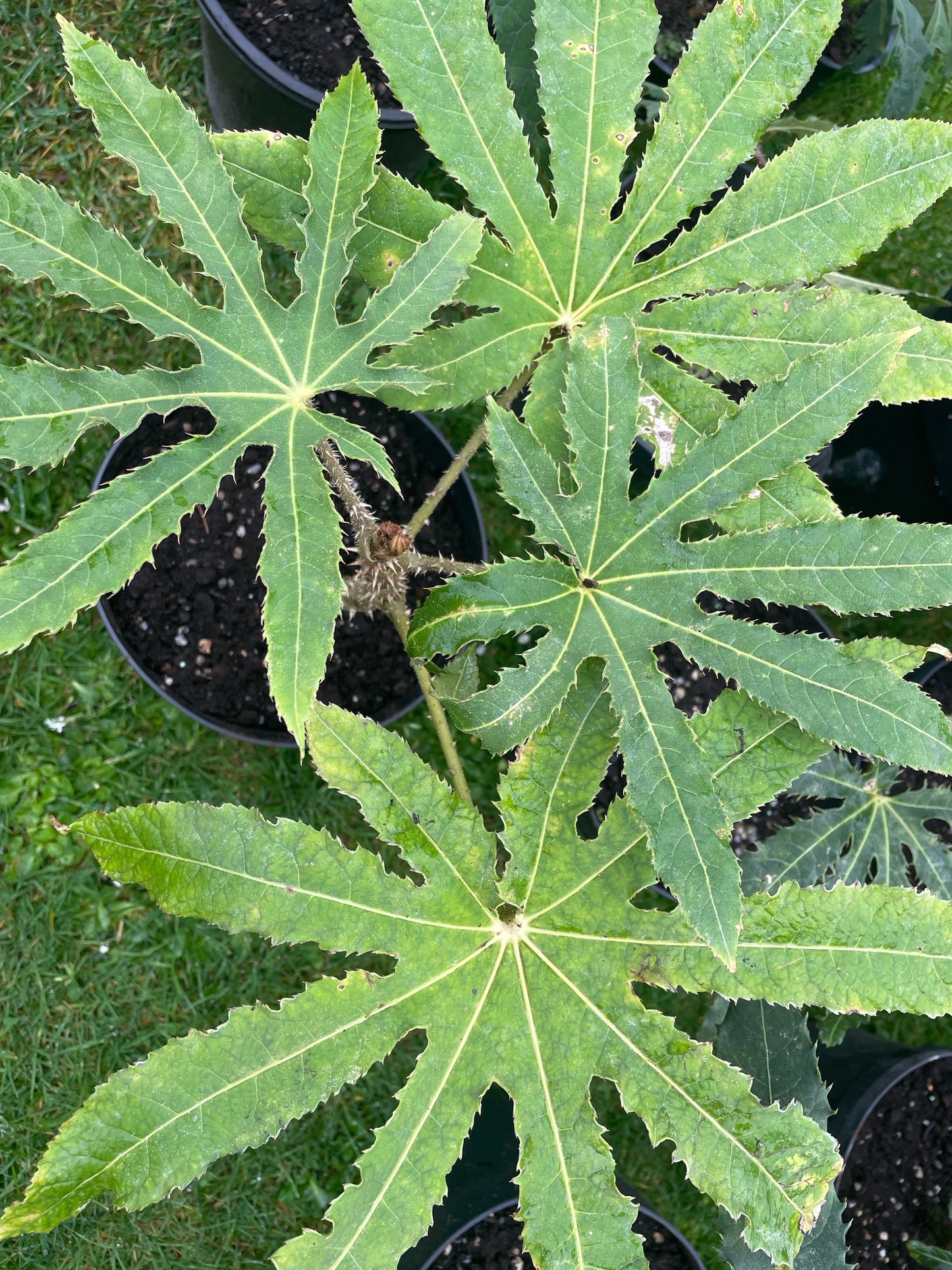 Brassiaopsis hispida small