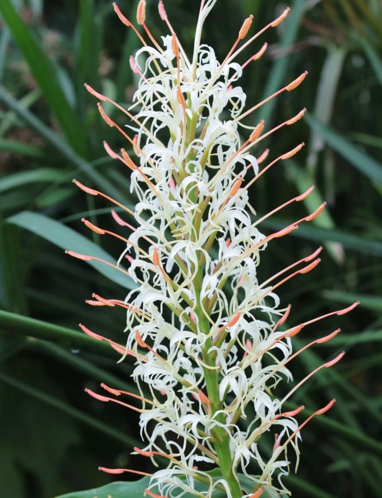 Hedychium gracile