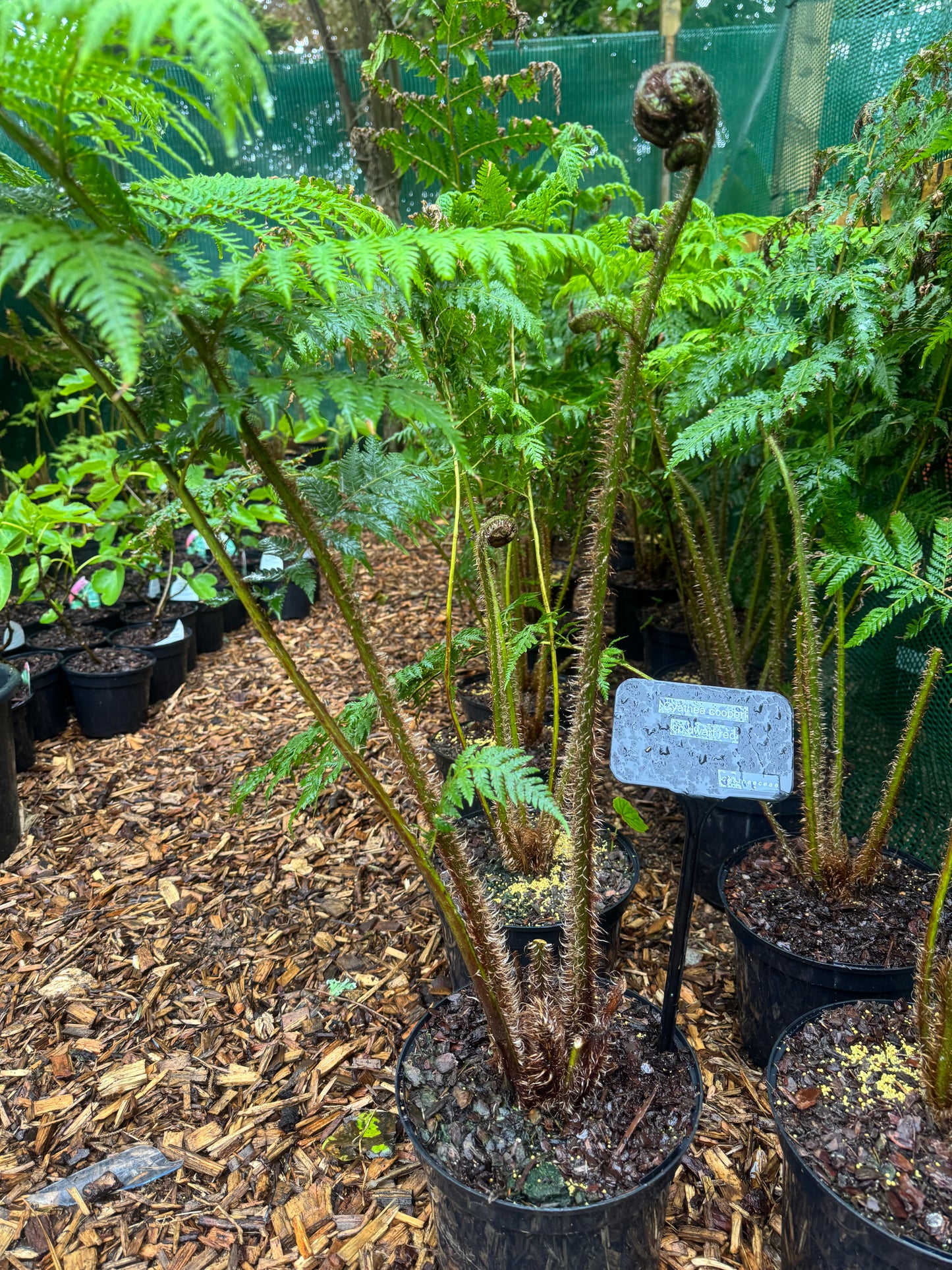 Cyathea cooperi sp dwarf red large