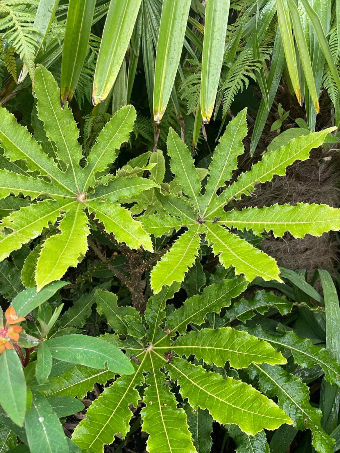 Brassiaopsis hispida small