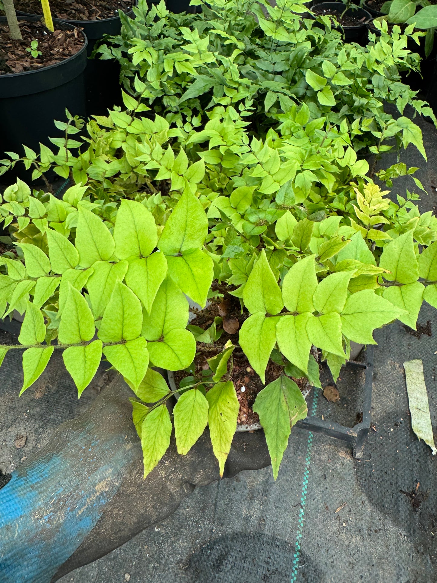Cyrtomium fortunei